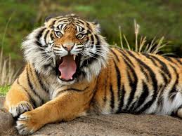 A tiger is a wild animal