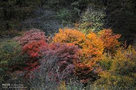 I went to Golestan Forest last year