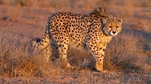 Iranian cheetah