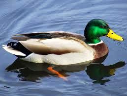 duck-Water-swim
