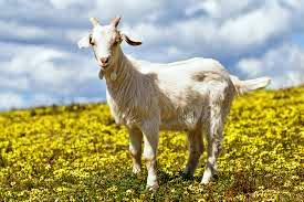 goat-Plain-flower-yellow