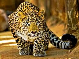 leopard-Dangerous-forest