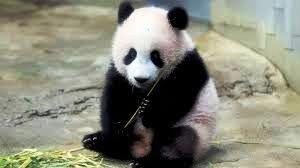 panda-Zoo-sit