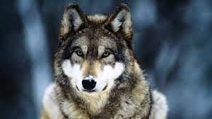 wolf-Winter-stares