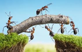 Ants are amazing animals