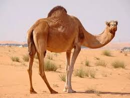 Camels can live without water for a long time