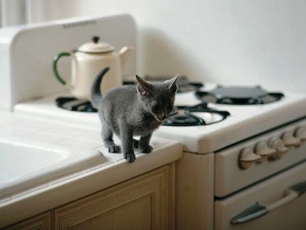 kitty-kitchen-cute